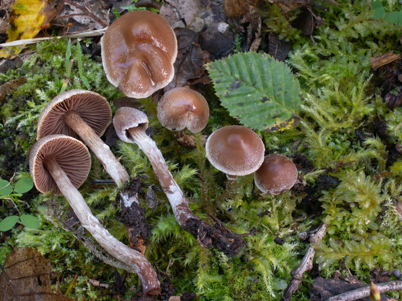 Cortinarius geraniolens Cortinarius geraniolens